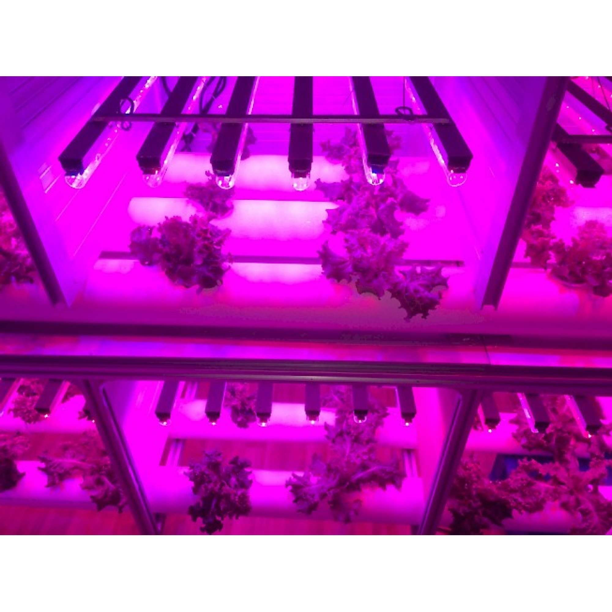 Светильник линейный PPG-WP 1200/L Agro 36w IP65 200-240V Jazzway (для растений)