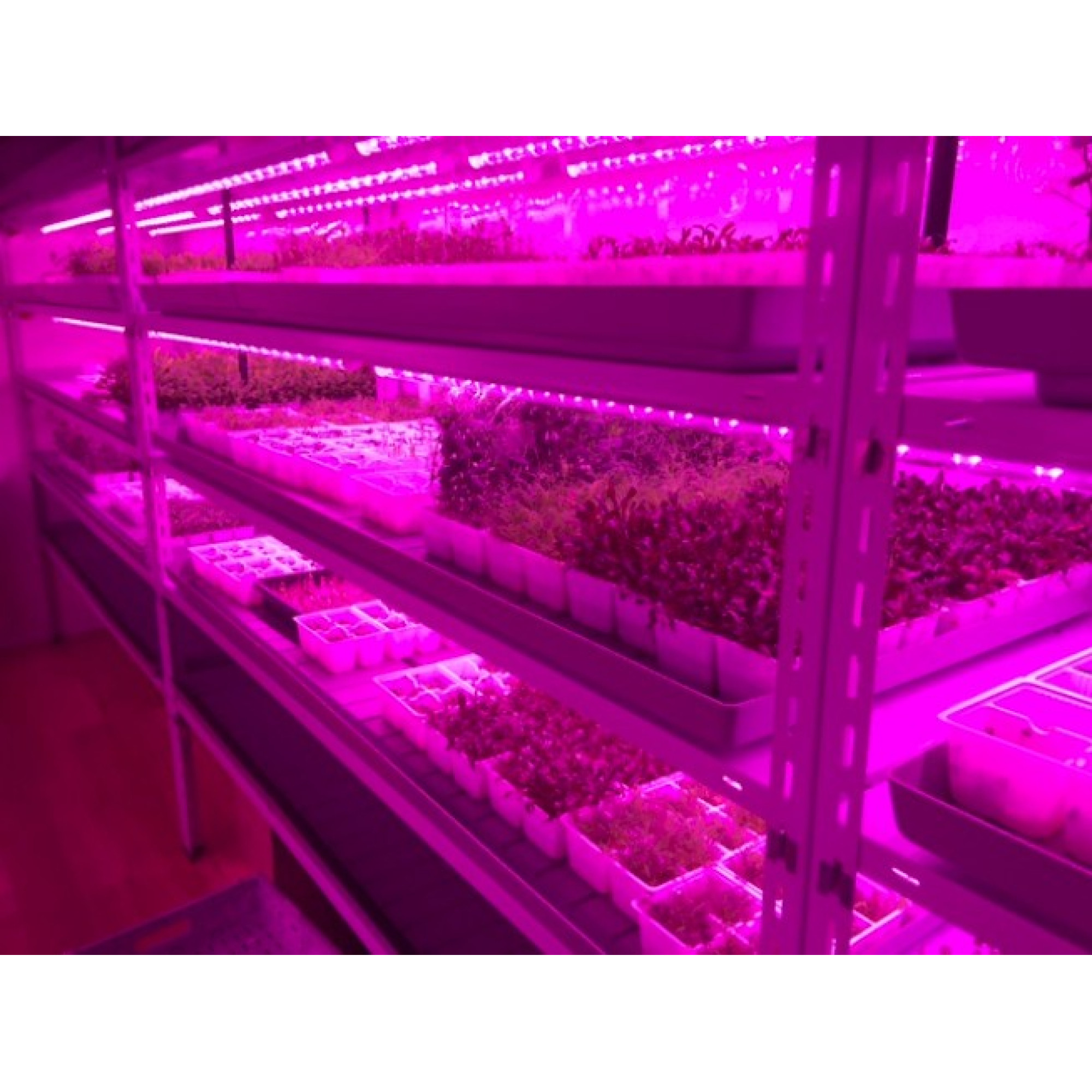 Светильник линейный PPG-WP 1200/L Agro 36w IP65 200-240V Jazzway (для растений)